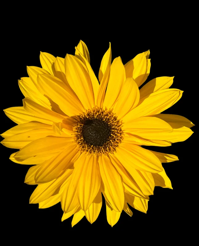 edulis3021394