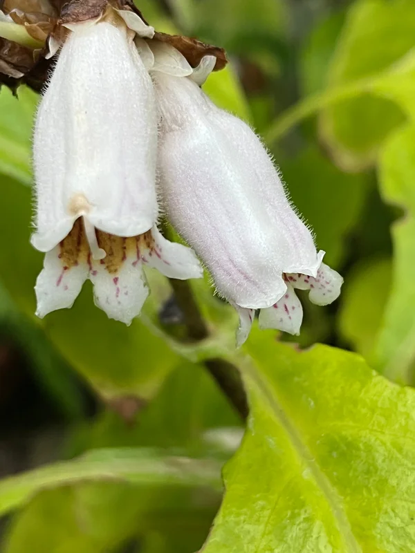 edulis3021452