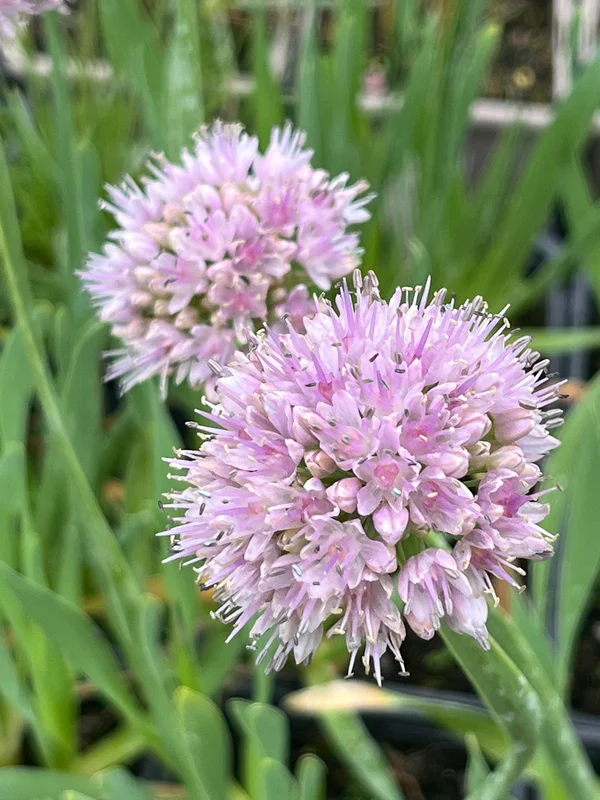 edulis3021509