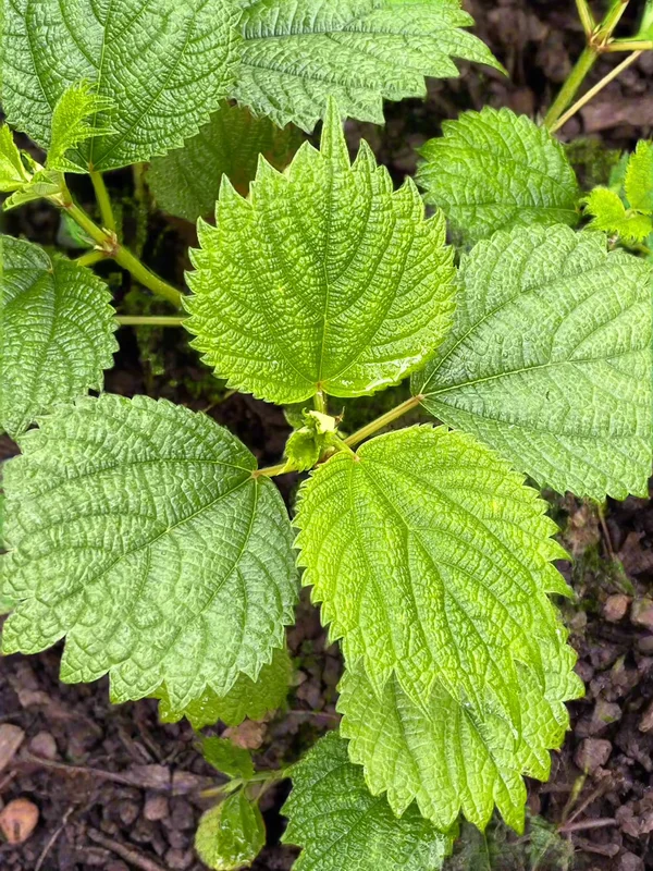 edulis3021619