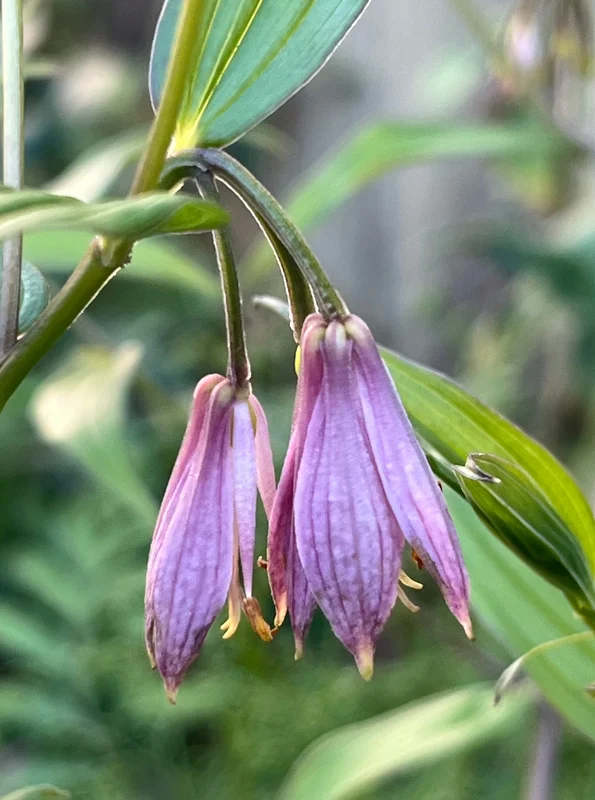 edulis3021664