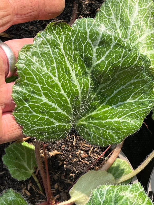 edulis3021751