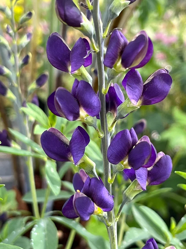 edulis3021808