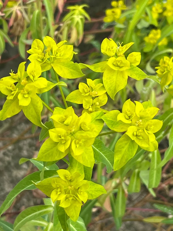 edulis3021921