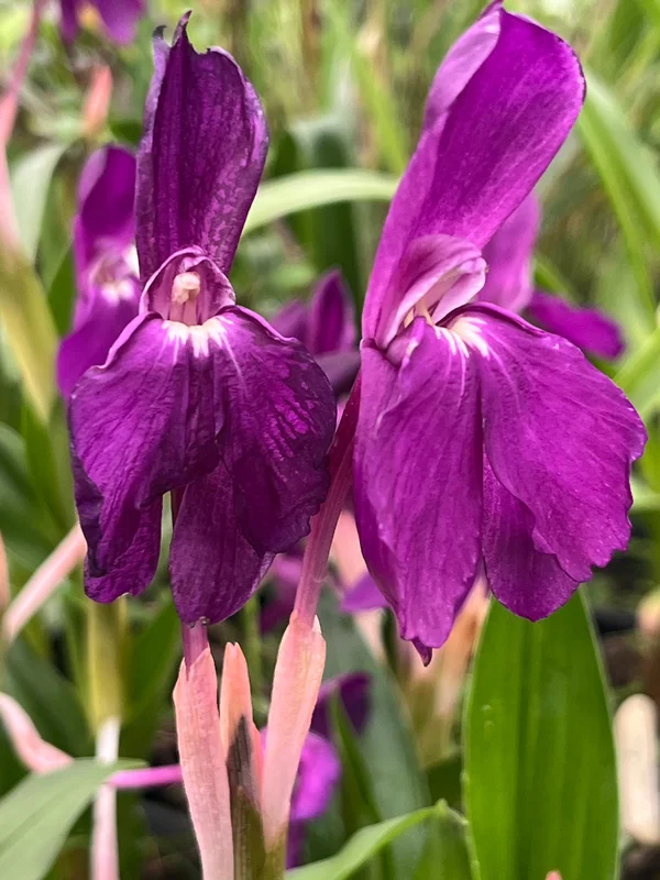 edulis3021974