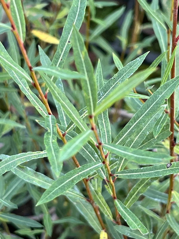 edulis3022208