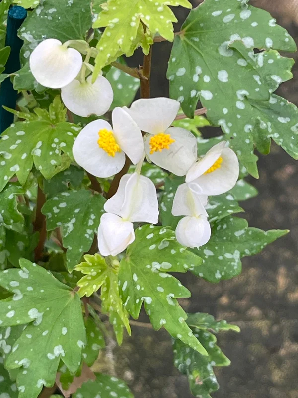 edulis3022376