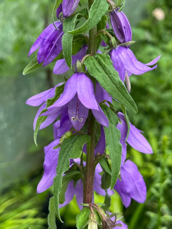 edulis3022566