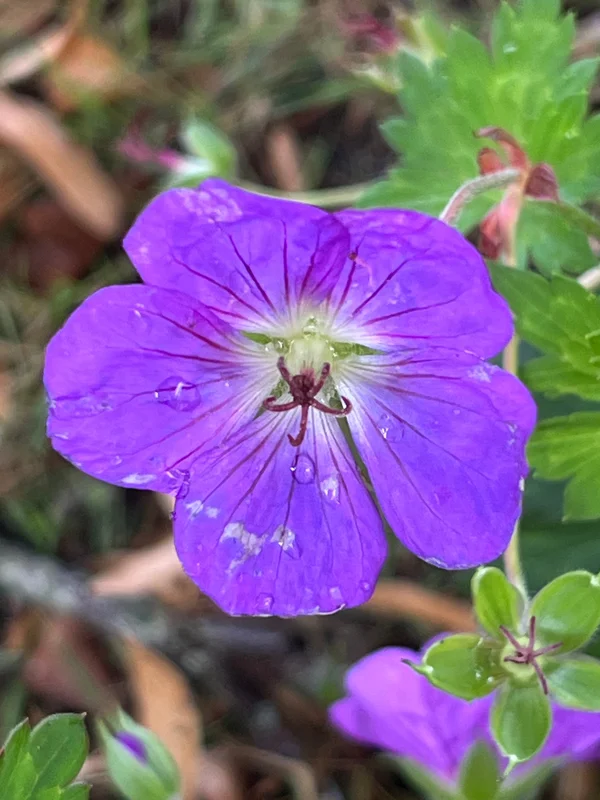edulis3022768