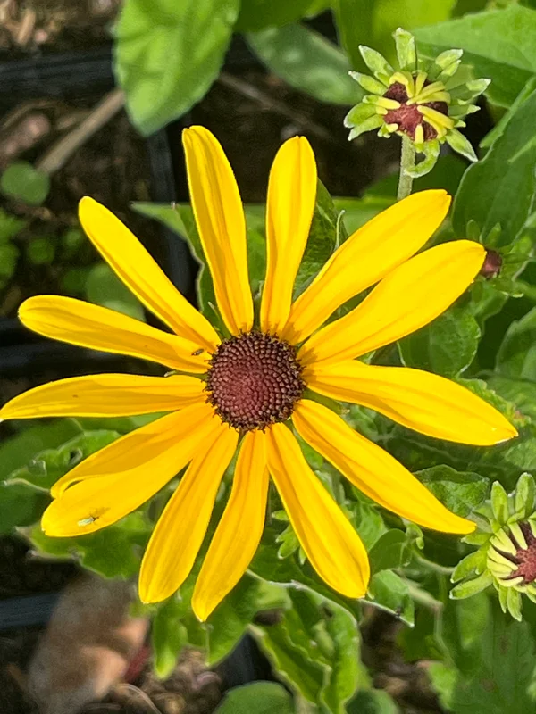 edulis3022991