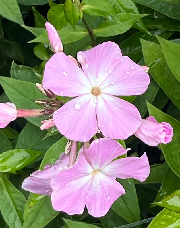 edulis3023027