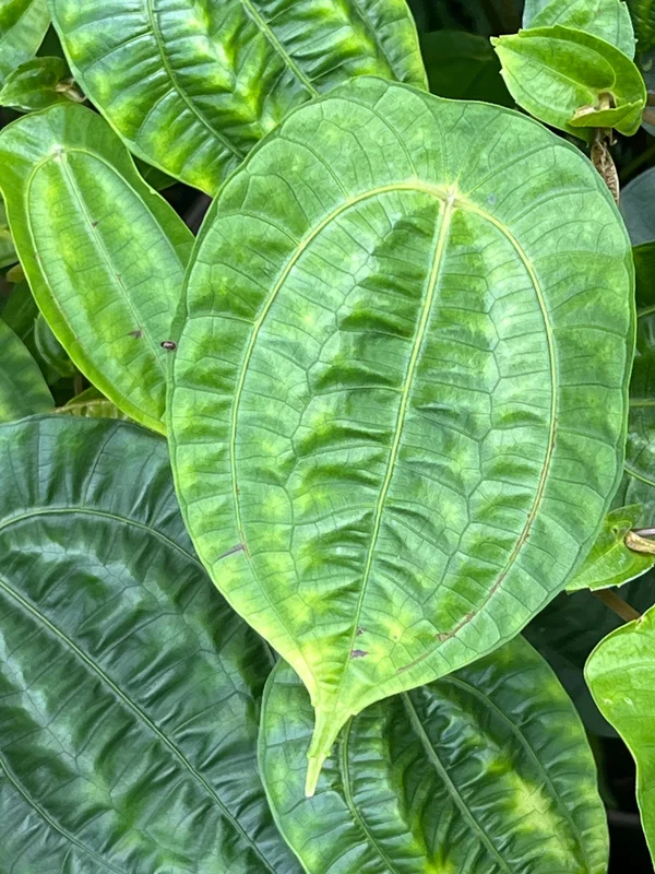 edulis3023089