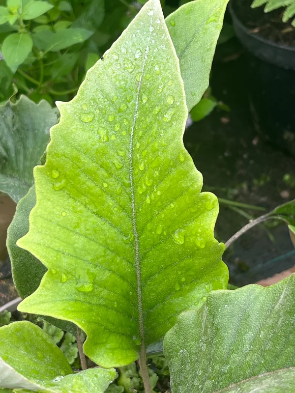 edulis3023153