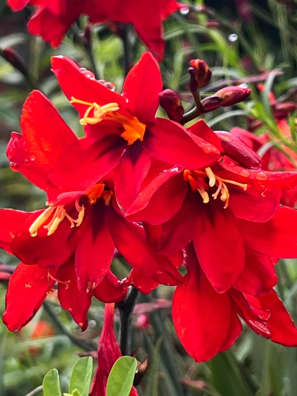 edulis3023205
