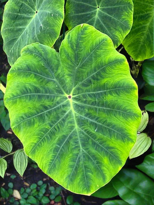 edulis3023322