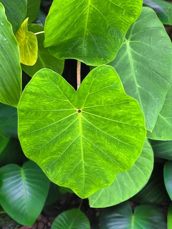edulis3023343