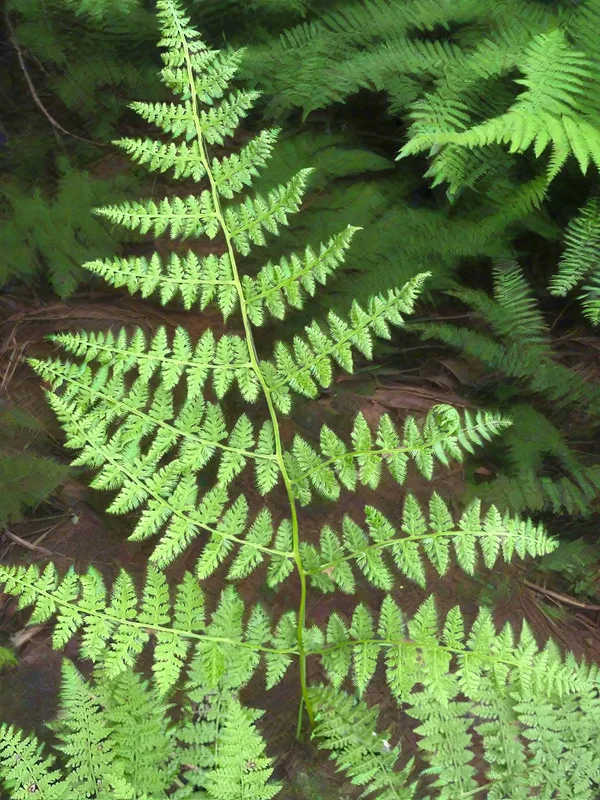 edulis3023435