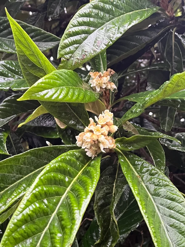 edulis3023512