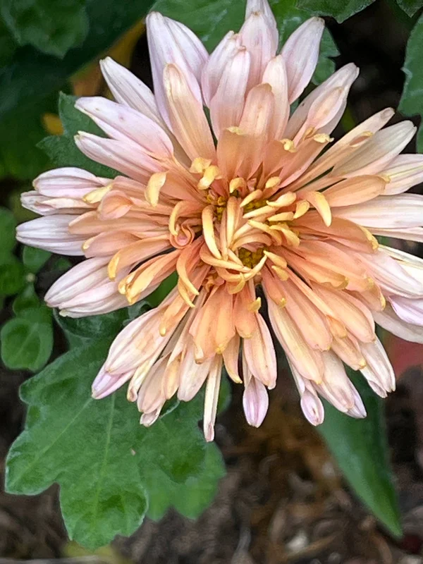 edulis3023672