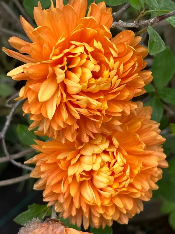 edulis3023725