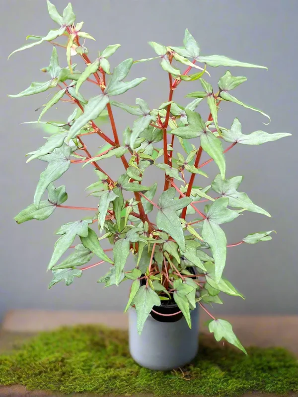 edulis3023840