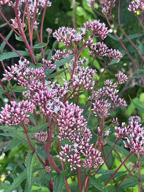 edulis3023907