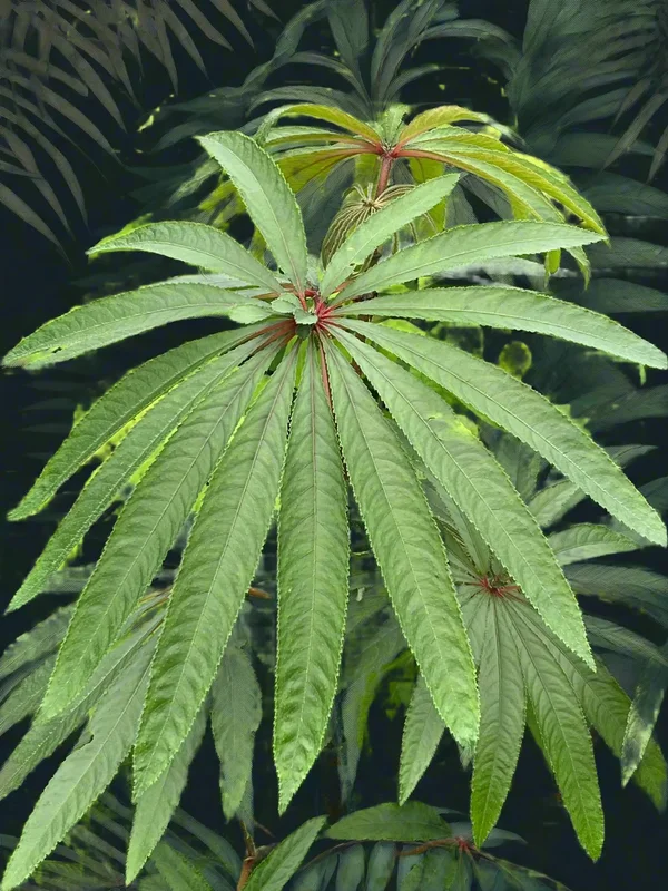 edulis3024002