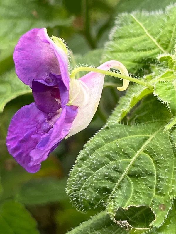 edulis3024065