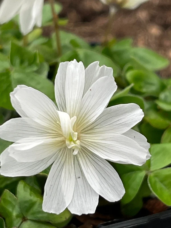 edulis3024497