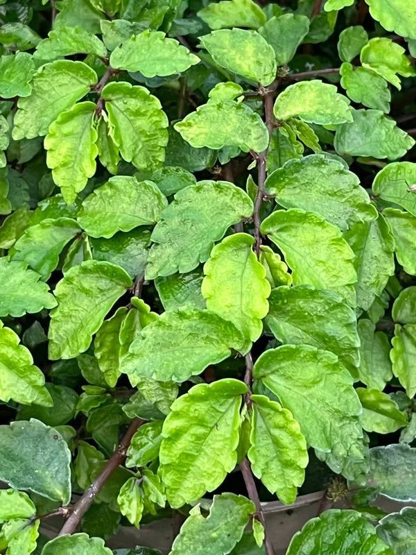edulis3024565