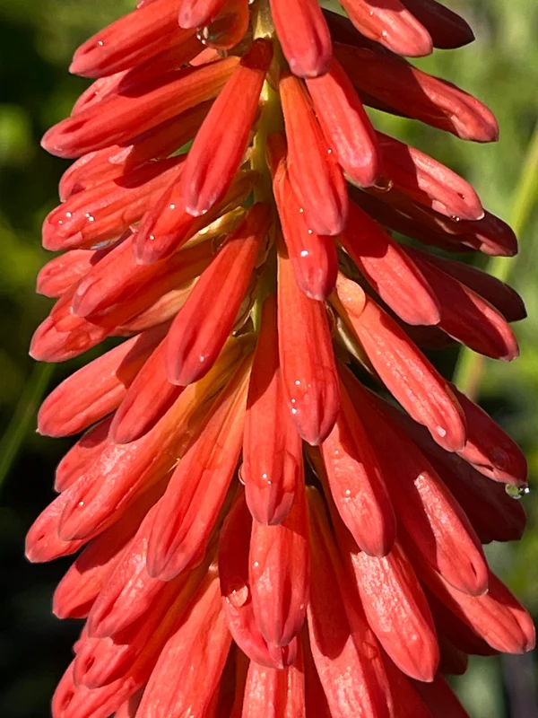 edulis3024620