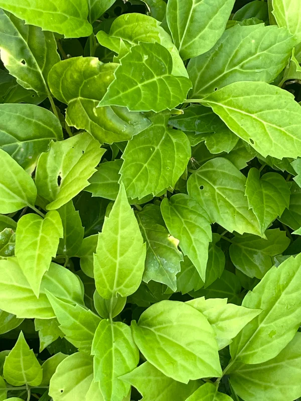 edulis3024820