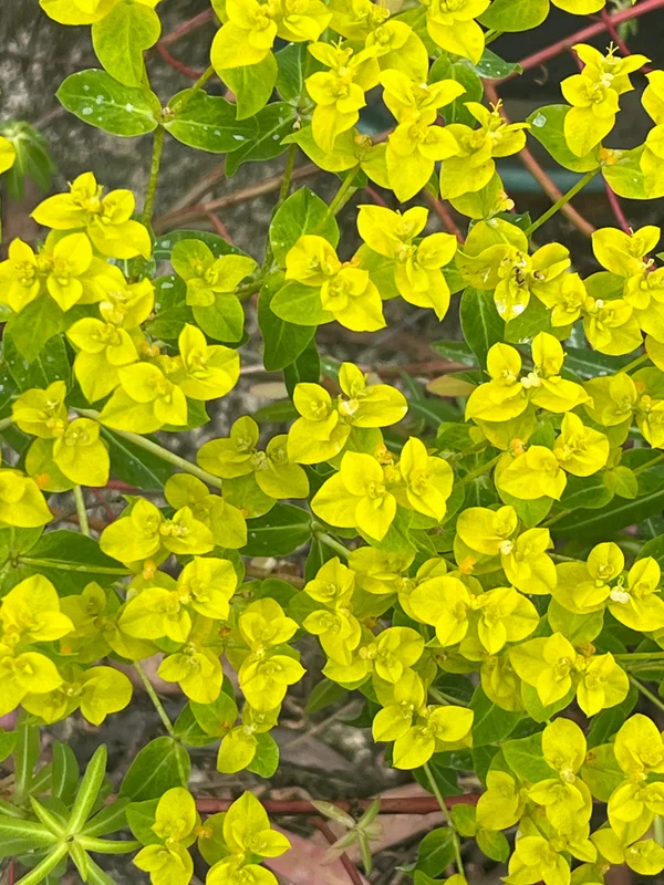 edulis3024885
