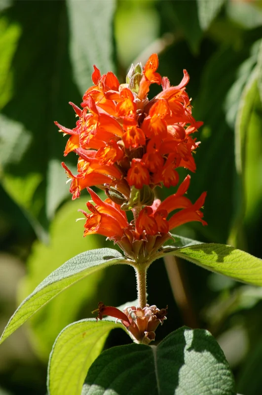 edulis3024918