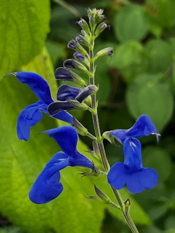 edulis3025177