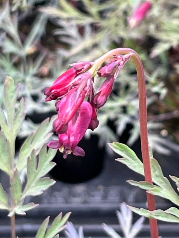 edulis3025321
