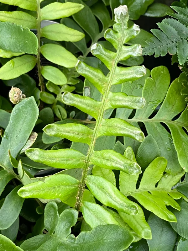 edulis3025511