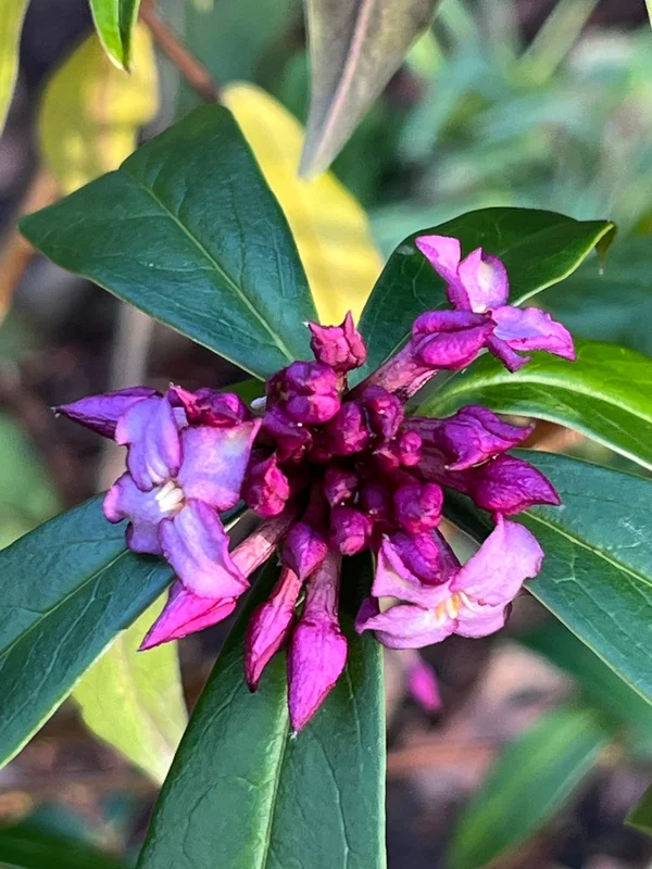 edulis3025566