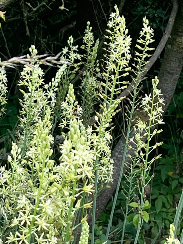 edulis3025665