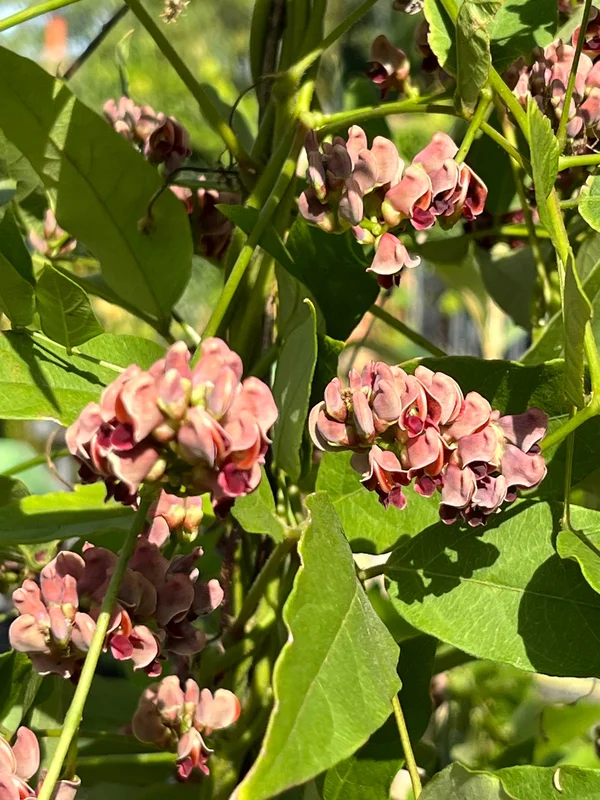 edulis3025793