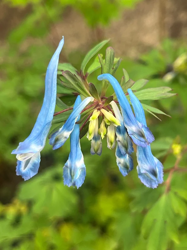 edulis3025855