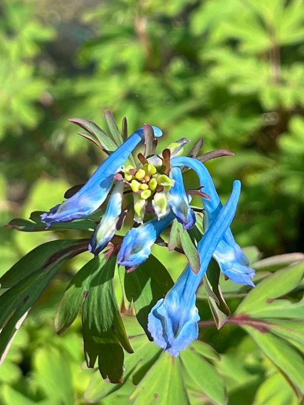 edulis3025906