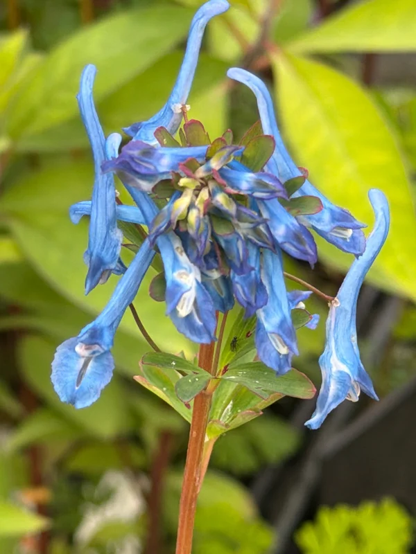 edulis3025949