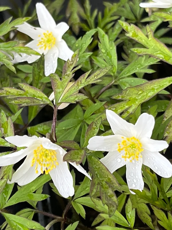 edulis3026044