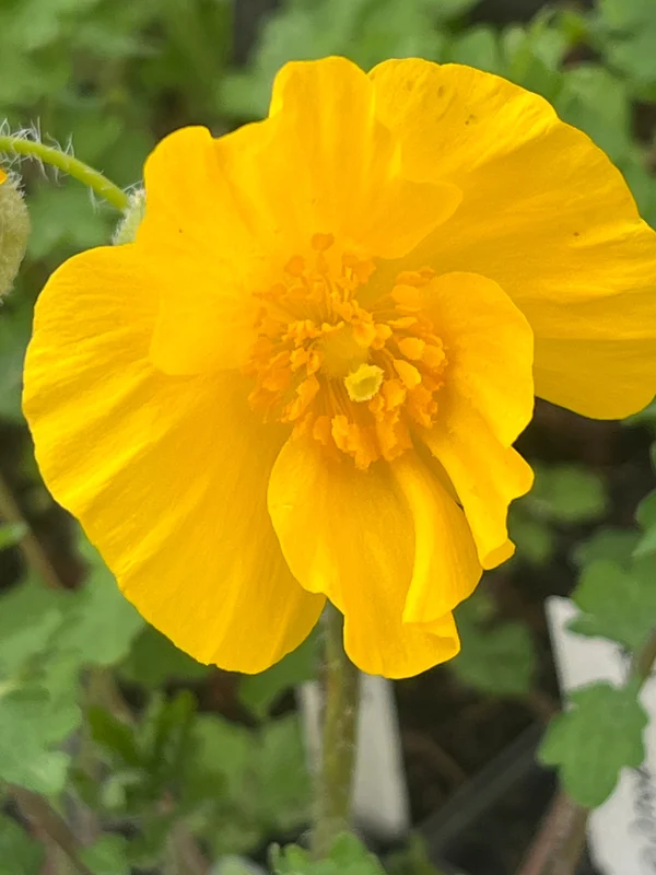 edulis3026093