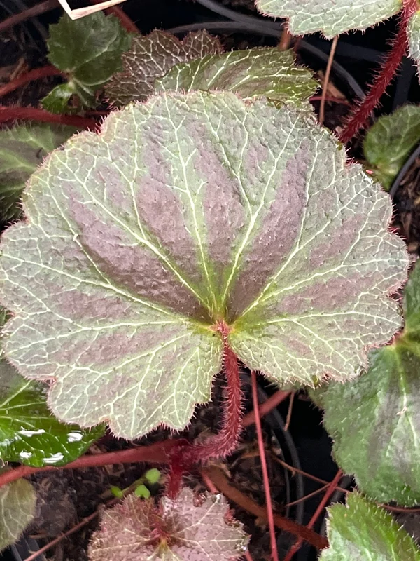 edulis3026238