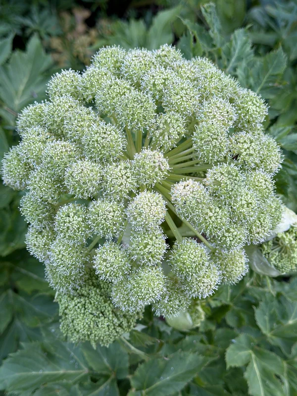 edulis3026327