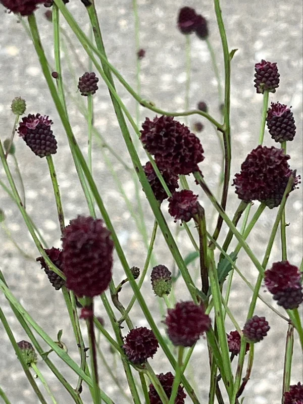 edulis3026436