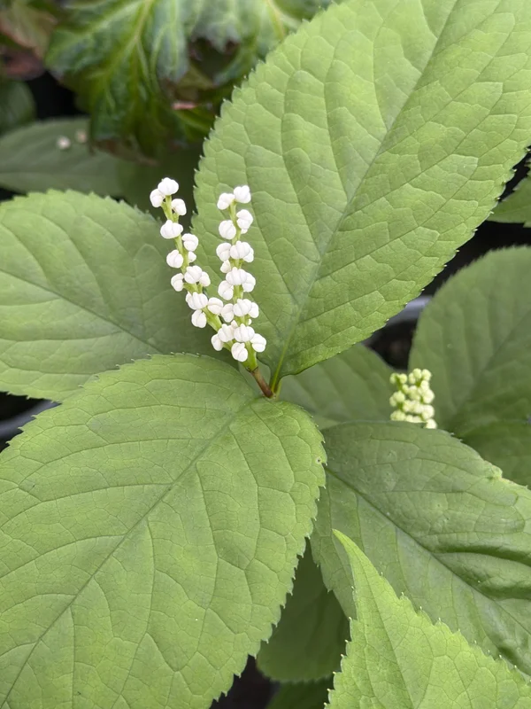 edulis3026698