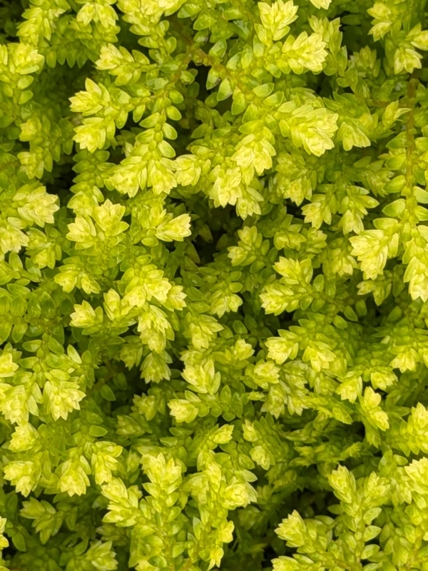 edulis3026878
